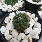 Gymnocalycium pflanzii Folha