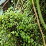 Peperomia rotundifolia Lapas