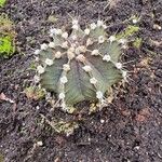 Gymnocalycium anisitsii Blad