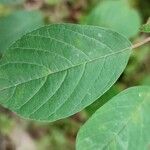 Frangula alnus Blatt