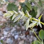 Salvia discolor Other