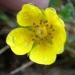 Potentilla pyrenaica Flower