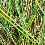 Carex aphylla Kůra
