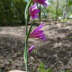 Gladiolus imbricatus Kwiat