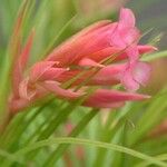 Tillandsia globosa Flower