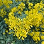 Sisymbrium strictissimum Flower