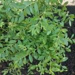 Vaccinium angustifolium Folha