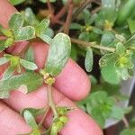 Portulaca oleraceaFrunză