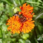 Pilosella guthnikiana Flor
