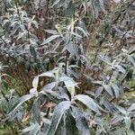 Buddleja globosa पत्ता