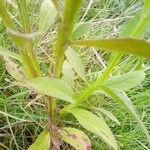 Pluchea sagittalis Leaf