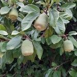 Ficus pumila Fruit