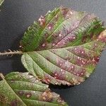 Rubus bracteatus Feuille