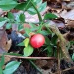 Ruscus aculeatus Fruit