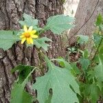 Smallanthus uvedalia Flower