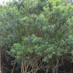 Schinus terebinthifolius Habitus