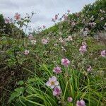 Eriocapitella tomentosa Flor