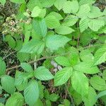 Rubus praticolor Outro