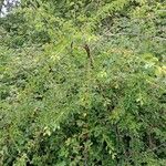 Prunus mahaleb Habitus
