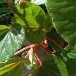 Begonia hirtella Blad