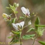 Cleome aculeata Други