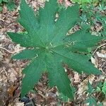 Petasites frigidus Leaf