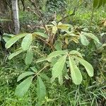 Zeyheria montana Hoja