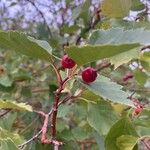 Crataegus douglasii Fruit