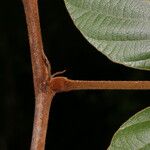 Lonchocarpus costaricensis Rinde