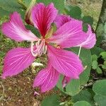 Bauhinia purpurea Квітка