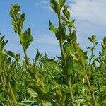 Chenopodium album Blatt