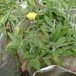 Pilosella officinarum Flor
