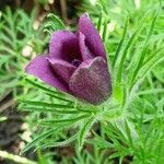 Pulsatilla vulgaris Leaf