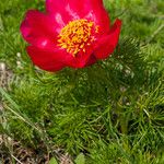 Paeonia tenuifolia Habitus