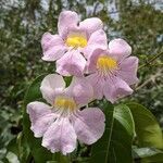 Cydista aequinoctialis Цвят