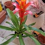 Guzmania monostachiaFlor