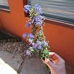 Ceanothus impressusFlower