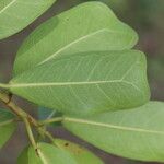 Ficus craterostoma Hoja