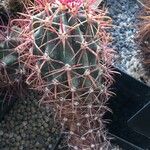 Ferocactus emoryi Fulla