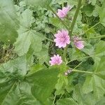 Malva setigeraফুল