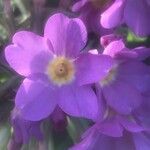 Primula vulgarisКветка