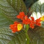 Chrysothemis pulchella Blüte