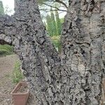 Quercus suber 樹皮