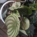 Peperomia argyreiaᱥᱟᱠᱟᱢ