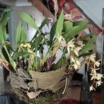 Coelogyne flaccida花