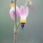 Primula clevelandii Blomst