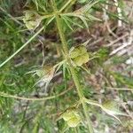 Teucrium pseudochamaepitys Plod