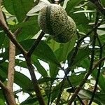 Voacanga thouarsii Frucht