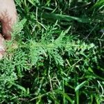Ambrosia tenuifolia Hoja