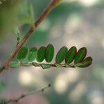 Pilostyles thurberi Leaf